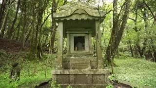 富士山南麓　苔の楽園『村山古道』を歩く