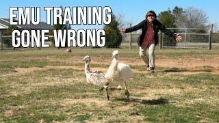 Training Baby Emus, How Hard Can It Be?