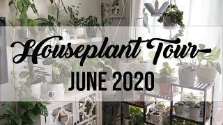 Houseplant Tour 2020 | My plant collection!