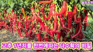 고추 1년치를  한번에따는 다수확의  비밀~