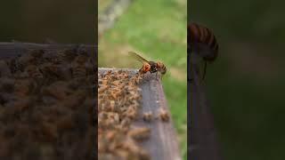 Why Is This Guy Crushing Bee Larvae#bee #facts #knowledge #urfecty