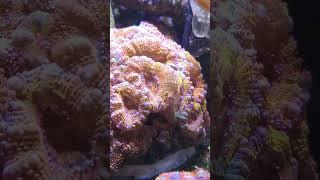 #reefaquarium #fishtank #coralreef #reef #reeftank #reeflife #reefer #coral #reef2reef #chill