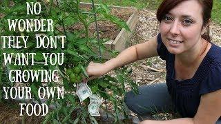 Modern Homesteading = Growing MONEY!