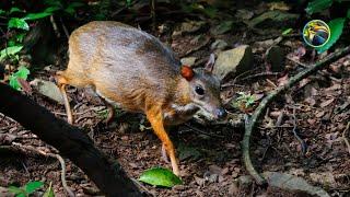 Amazing South Asia Rainforest Wildlife | Ep 1