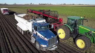 North Dakota Sugar Beet Harvest At Its Best