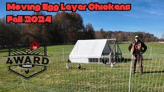 Moving Egg Laying Chickens to New Pasture - Fall 2024 - Pasture Raised Safe Range Chicken Eggs