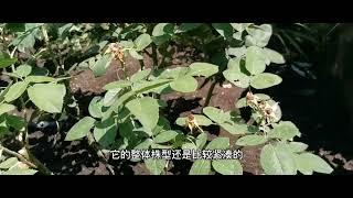 灌木月季花后修剪＆月季花后施肥