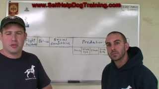 Dog Breed Behavior - Self Help Dog Training (k9-1.com)