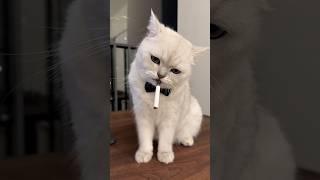 Cat smoking  cigarette #cat #catlover #cute #kittens #cutecat #RTeditor786