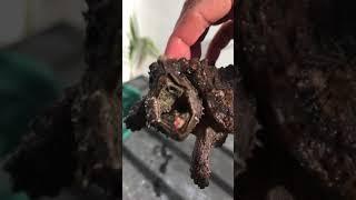 Angry alligator snapping turtle