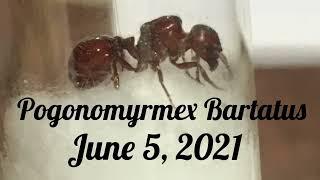 Pogonomyrmex Barbatus, Red Harvester Ants.