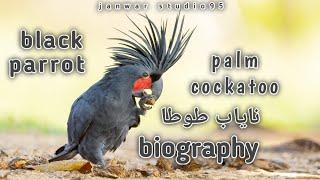 palm cockatoo | parrot | biography | exports type