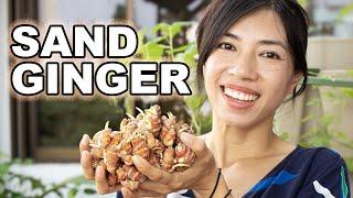 From Shade to Plate: Sand Ginger for Small Space Gardeners!