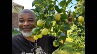 Gardening vs Farming vs Homesteading Lead Farmer 73 is live!