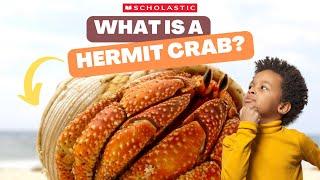 HERMIT CRAB  Facts for Kids | HERMIT CRABS Live in SHELLS 