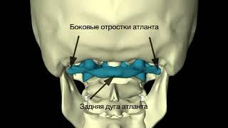 Доктор Шадский про Правку Атланта Атласпрофилакс Atlasprofilax