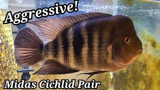 Huge Midas Cichlid Pair