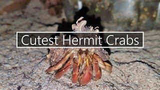 Hermit Crabs