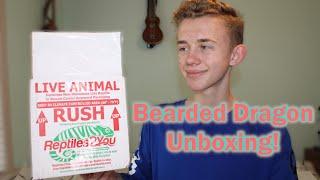 BABY BEARDED DRAGON UNBOXING from 7th Galaxy Dragons 