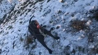 голубой питбуль