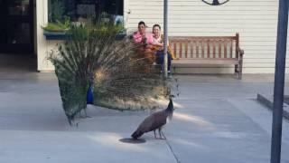 Peacock mating dance