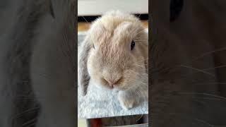 Meet these two fluffy rabbits