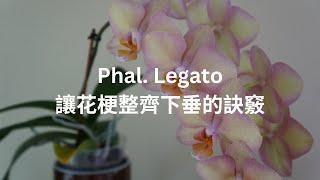 [EN SUB/中文字幕] Two Bloom Cycles of Phal Legato + an Orchid Accident | Orchid Care Tips