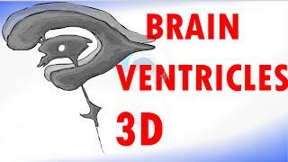 Brain Ventricles - Ventricular System of the Brain - Cerebrospinal Fluid