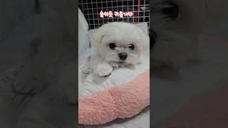 꼬순내 나는 귀여운 강아지 #말티즈 #강아지 #귀여운강아지