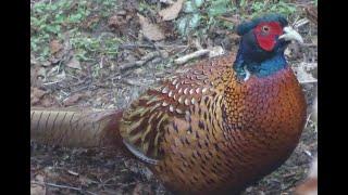 Fasan beim Körner picken Fasane Phasianus colchicus vogel vögel Hühnervogel Hahn Henne