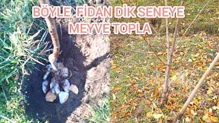 Sonbaharda Fidan Yer Değiştirme Nasıl YapılırFidanı Böyle Dik Seneye Meyve ToplaFidan Nasıl Dikilr