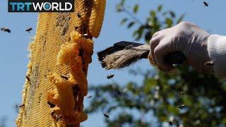 Cuba Honey Production: US embargo encourages eco-friendly beekeeping