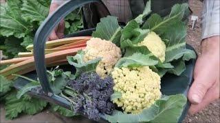 Castle Hill Garden  Grafting Tomatoes   Harvested  Easter Vegetables