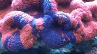 AquaaSan's shallow reef