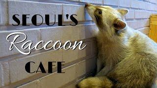 Raccoon Cafe in Seoul, Korea - 너구리 카페 (Blind Alley Cafe)