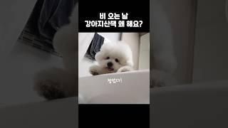 비오면 꼭 하는 강아지 실내놀이 3가지 (10분 기절)
