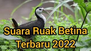 Suara Ruak Betina 2022