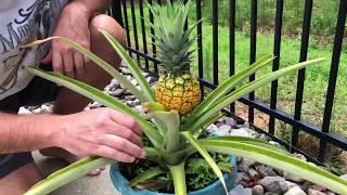 How to Harvest Pineapple Plant and Cut the Top for Planting