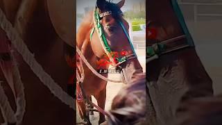 #horseracing#krc#horselovers #sports #equestrian #horserider #youtubeshorts#youtube #karachiraceclub