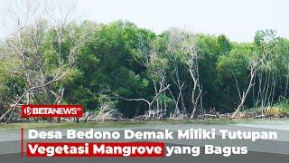 Desa Bedono Demak Miliki Tutupan Vegetasi Mangrove yang Bagus