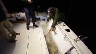 MUCC Video | Sturgeon Fishing on Lake St. Clair