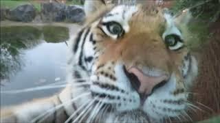 Interacting With A Tiger!