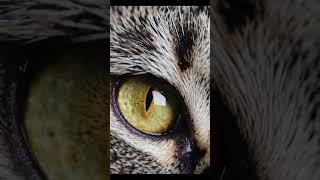 feline eye, cat eye close-up  detailed cat iris