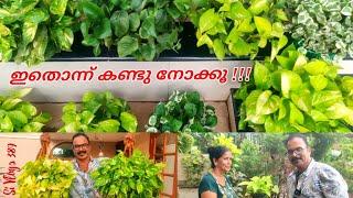 Money plant care tips // ഇത്രയും വൈവിധ്യമാർന്ന ഒരു collection നിങ്ങൾ കണ്ടിട്ടുണ്ടാവില്ല // pothos