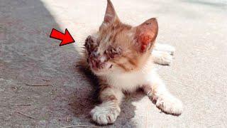 Couple Spend Whole Vacation To Save Injured Kitten | Pets Town