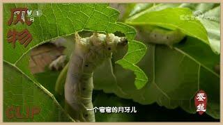 蚕的一生 记录蚕宝宝吃食吐丝结蚕茧的全过程！《风物》【CCTV纪录】