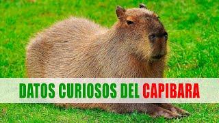 Capibara, Carpinchos, Chigüire (Hydrochoerus) | Datos curiosos de animales