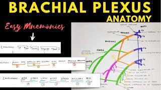 Brachial Plexus Anatomy | Easy Mnemonic | Upper Limb Anatomy