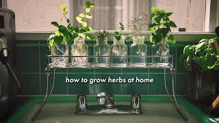 how to grow herbs at home without soil 