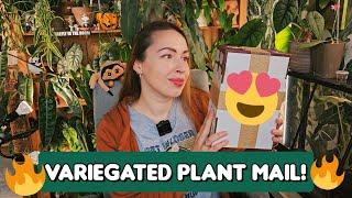 Unboxing variegated plants! Growing my Alocasia collection!